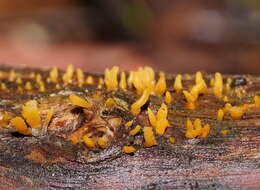 Image of Calocera sinensis McNabb 1965