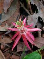 Image of Passiflora quadriglandulosa Rodschied