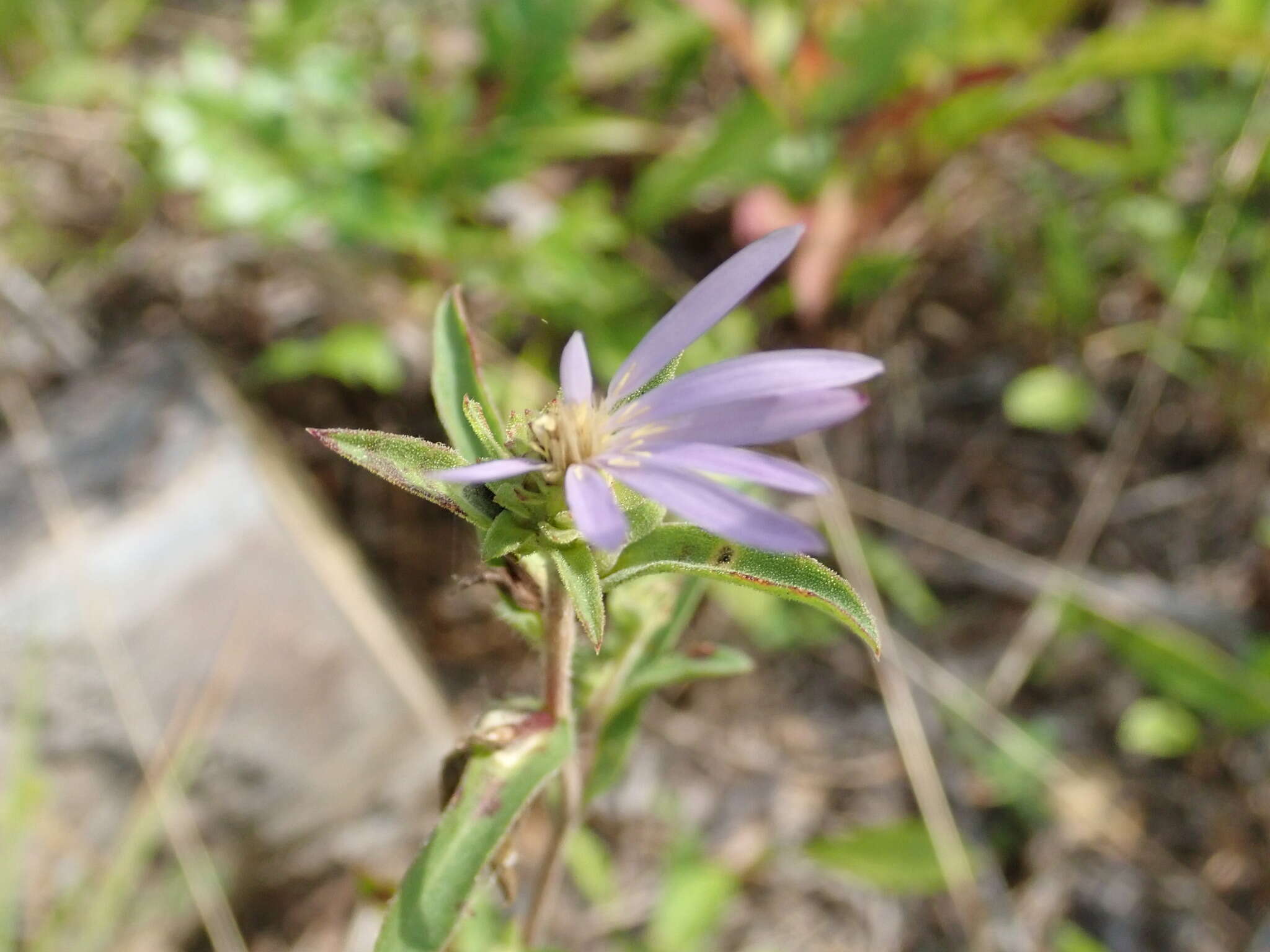 Image of eastern showy aster