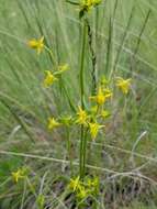 Image of Mt. Graham Spurred-Gentian