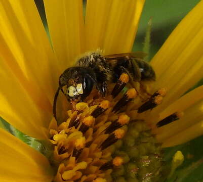 Image of Andrena accepta Viereck 1916