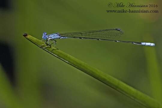 Image of Attentuated Bluet