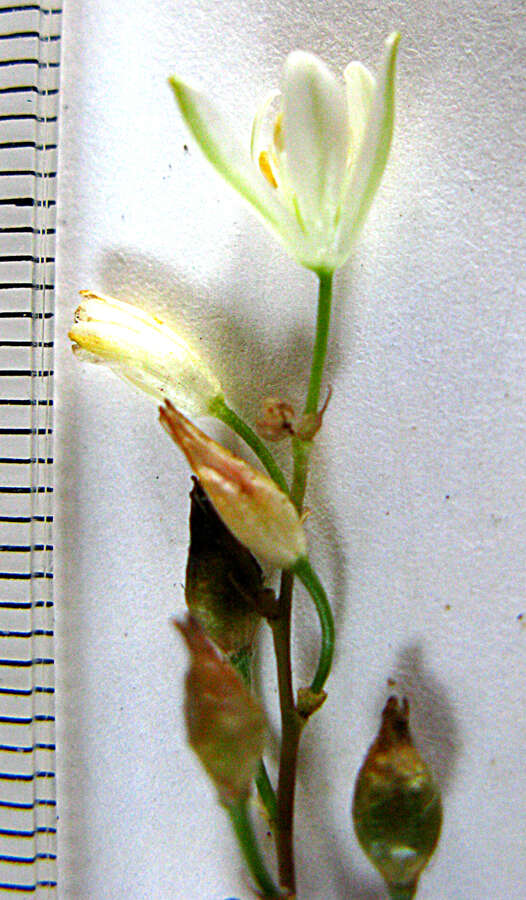 Image of Ornithogalum hispidum subsp. hispidum