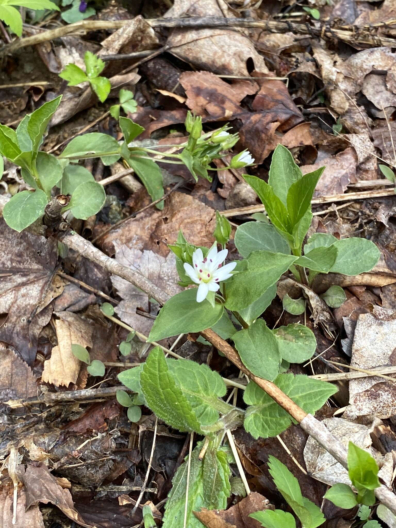 Image of Tennessee starwort