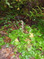 Imagem de Tiarella trifoliata L.