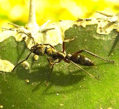 Image of Neoponera villosa (Fabricius 1804)