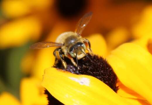 Megachile perihirta Cockerell 1898 resmi