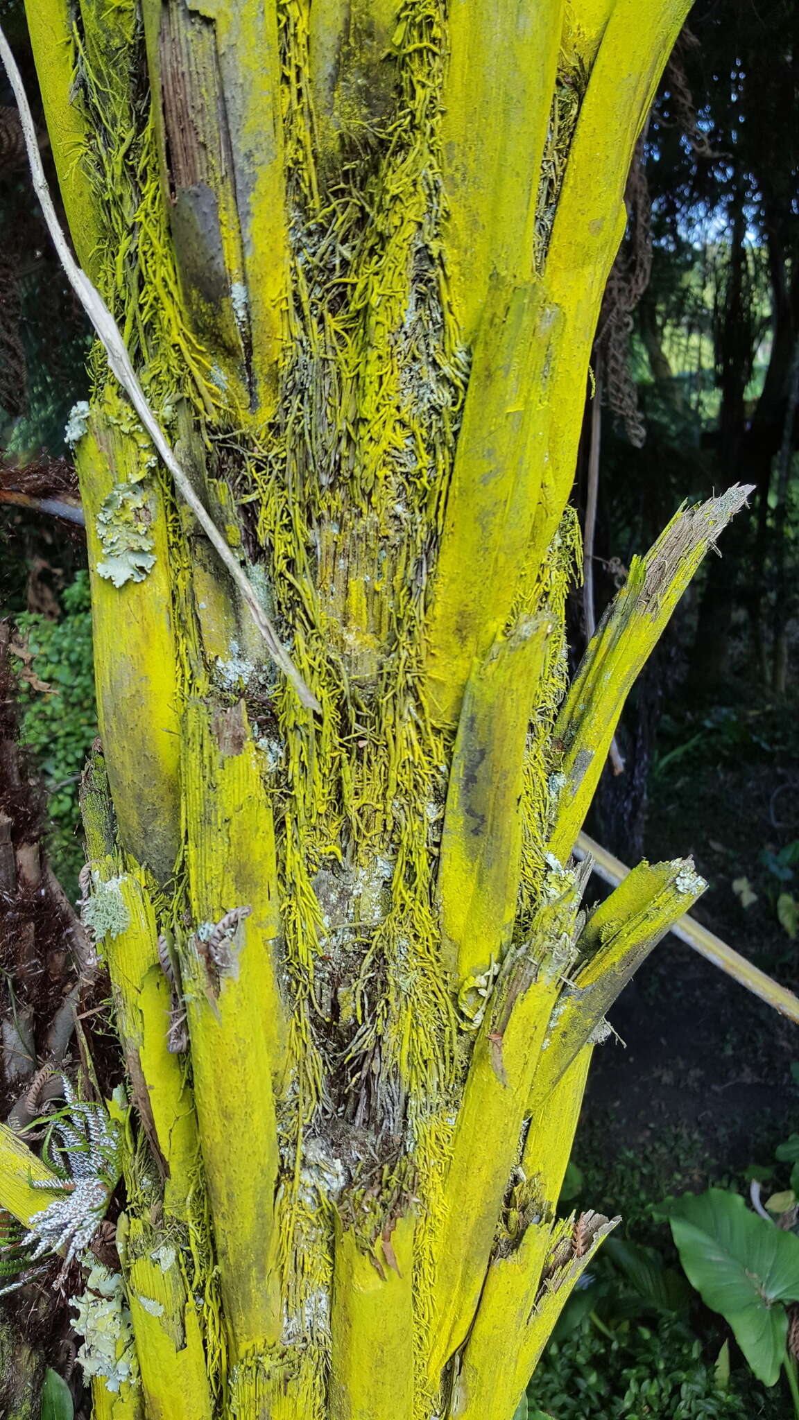 Image of dust lichen