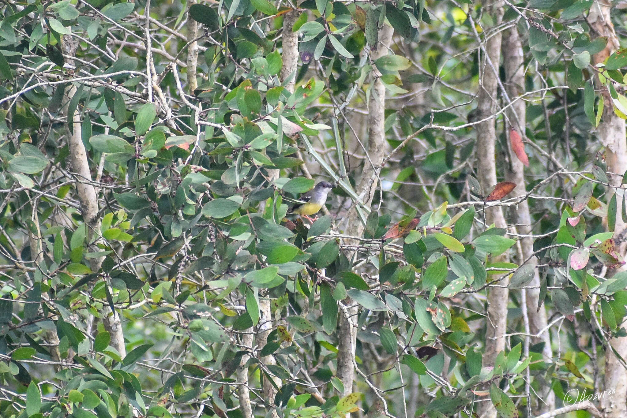 Image of Bar-winged Prinia