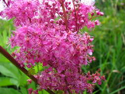 Plancia ëd Filipendula rubra (Hill) B. L. Robins.