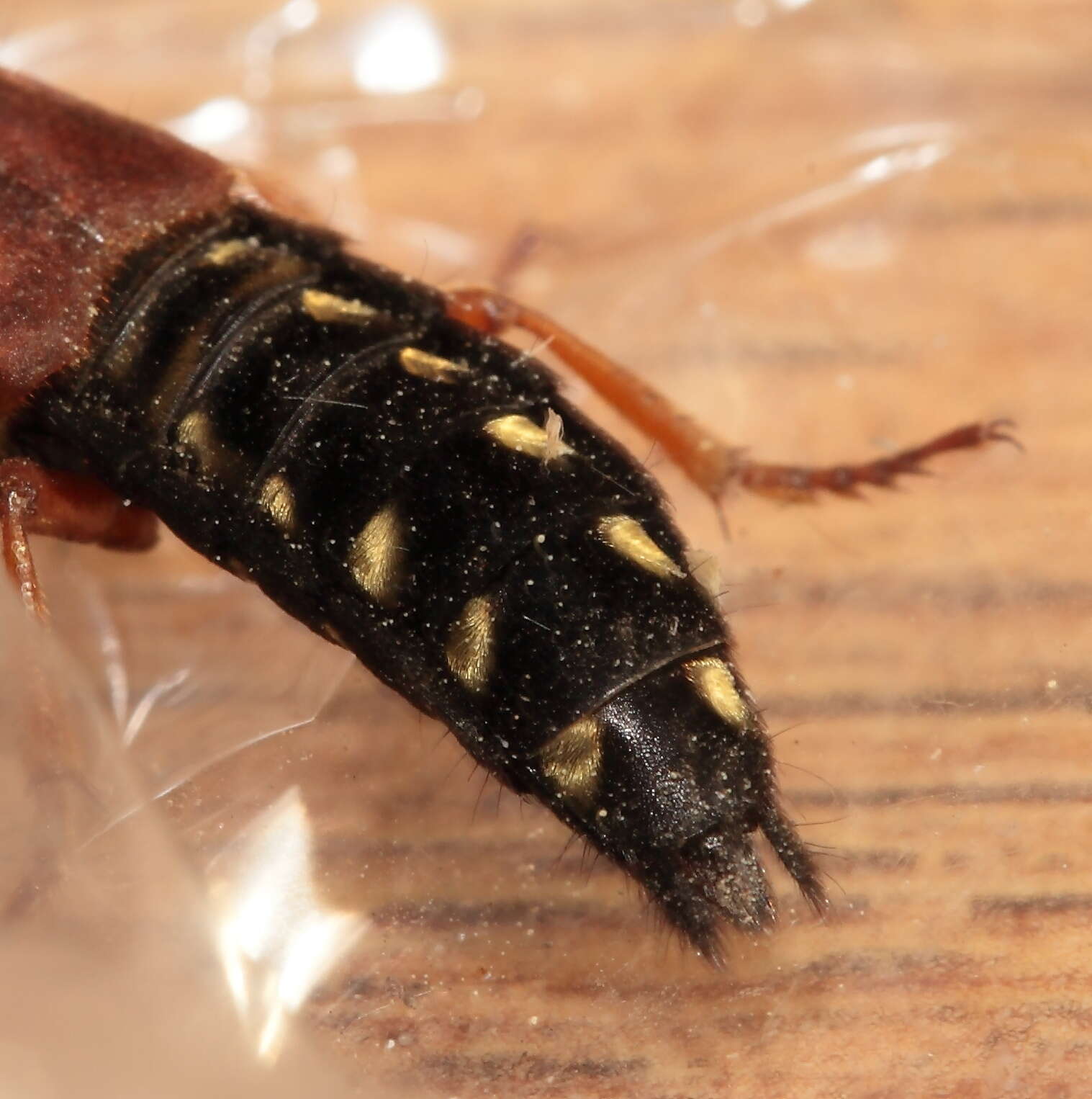 Image of Imperial rove beetle