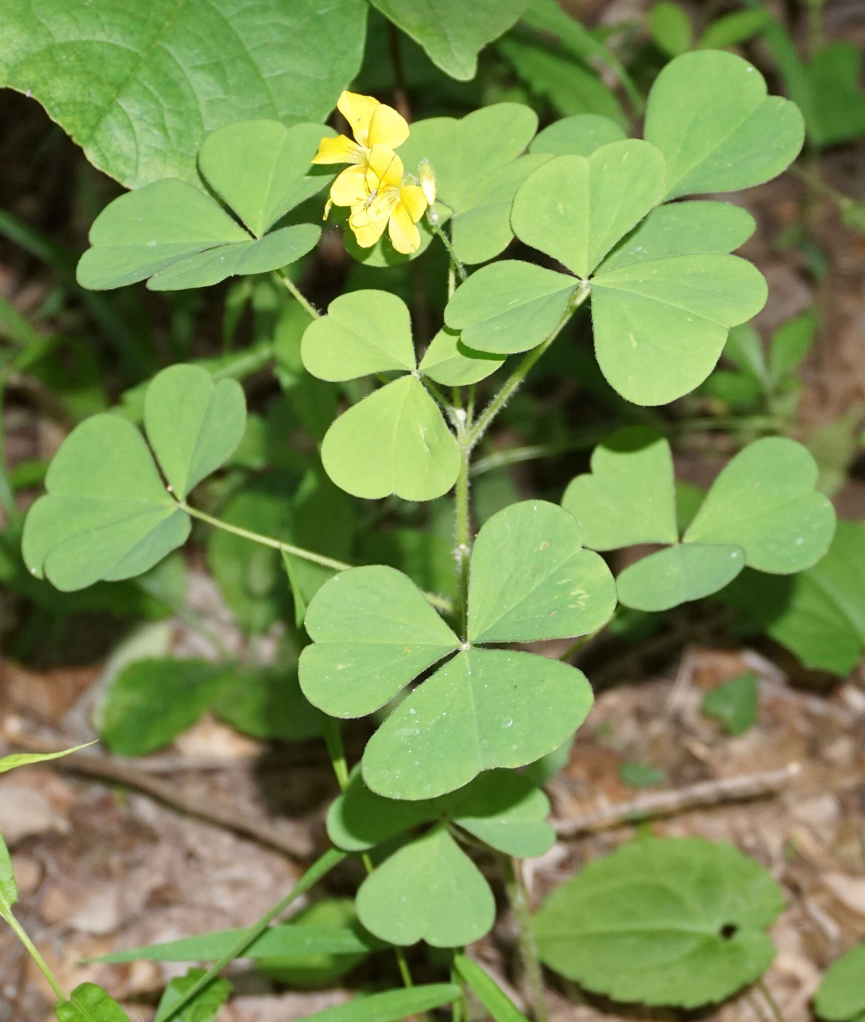 Sivun Oxalis grandis Small kuva