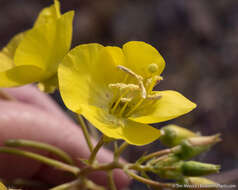 Image of yellow cups