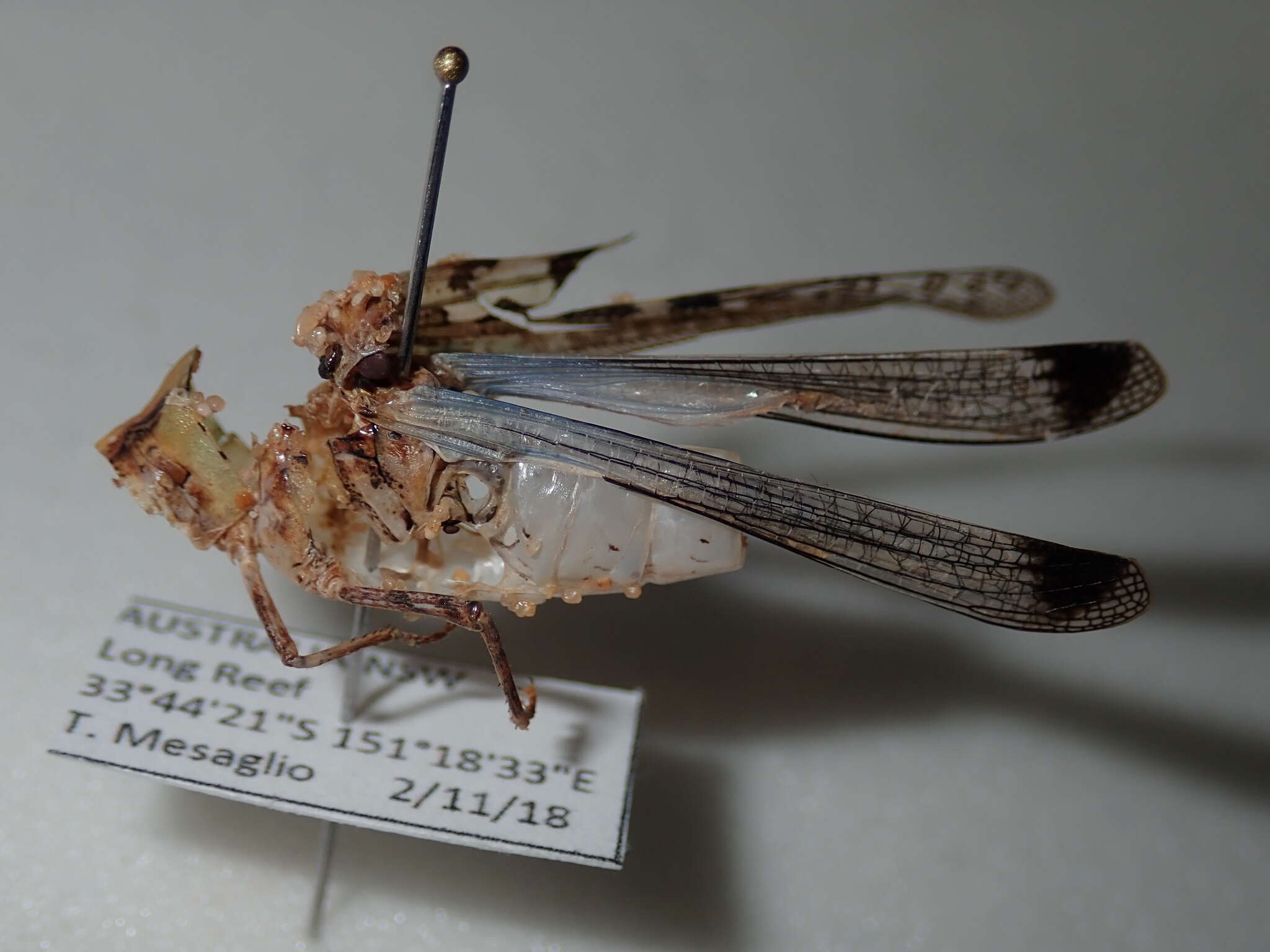 Image of Australian plague locust