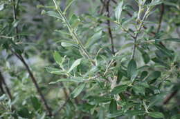 Sivun Salix alaxensis (Anderss.) Coville kuva