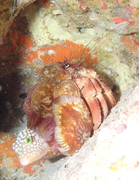 Image of jeweled anemone hermit