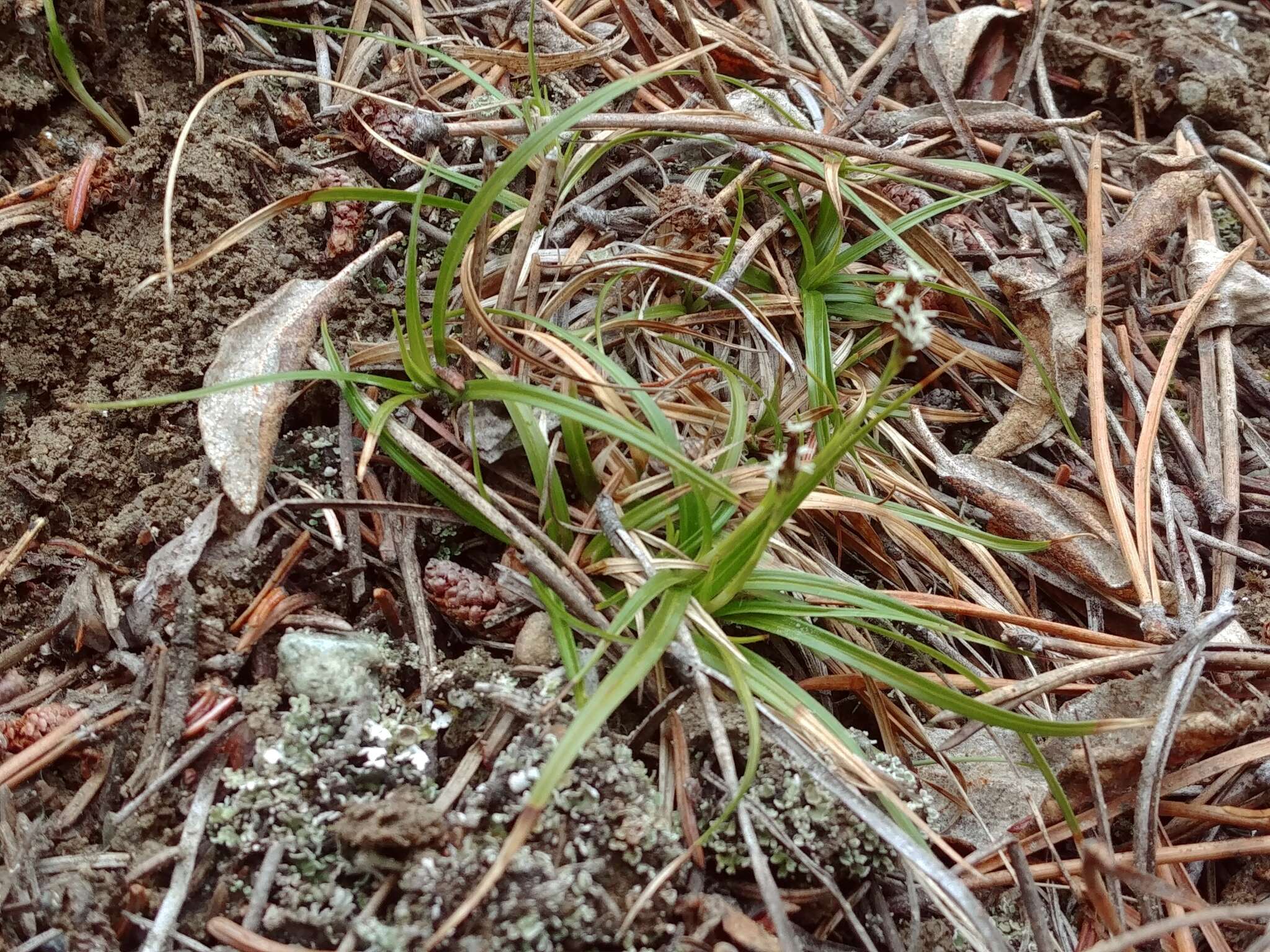 Image of low northern sedge