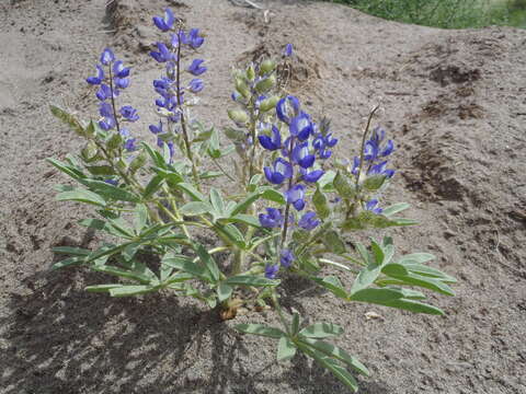 Image of Intermountain lupine