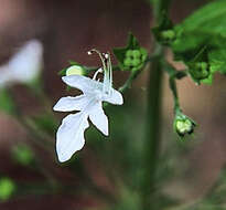 Image of Teucrium corymbosum R. Br.