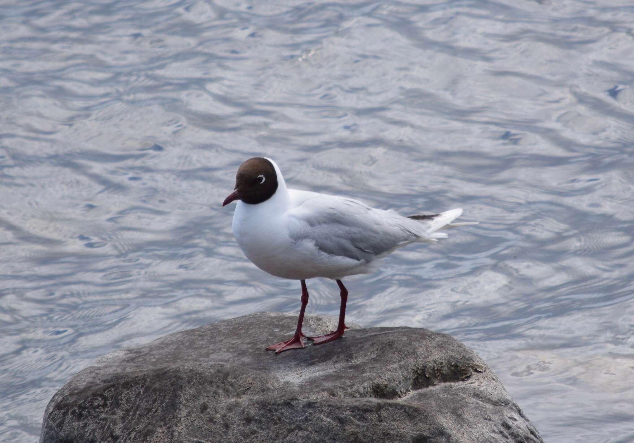 Image de Mouette de Patagonie