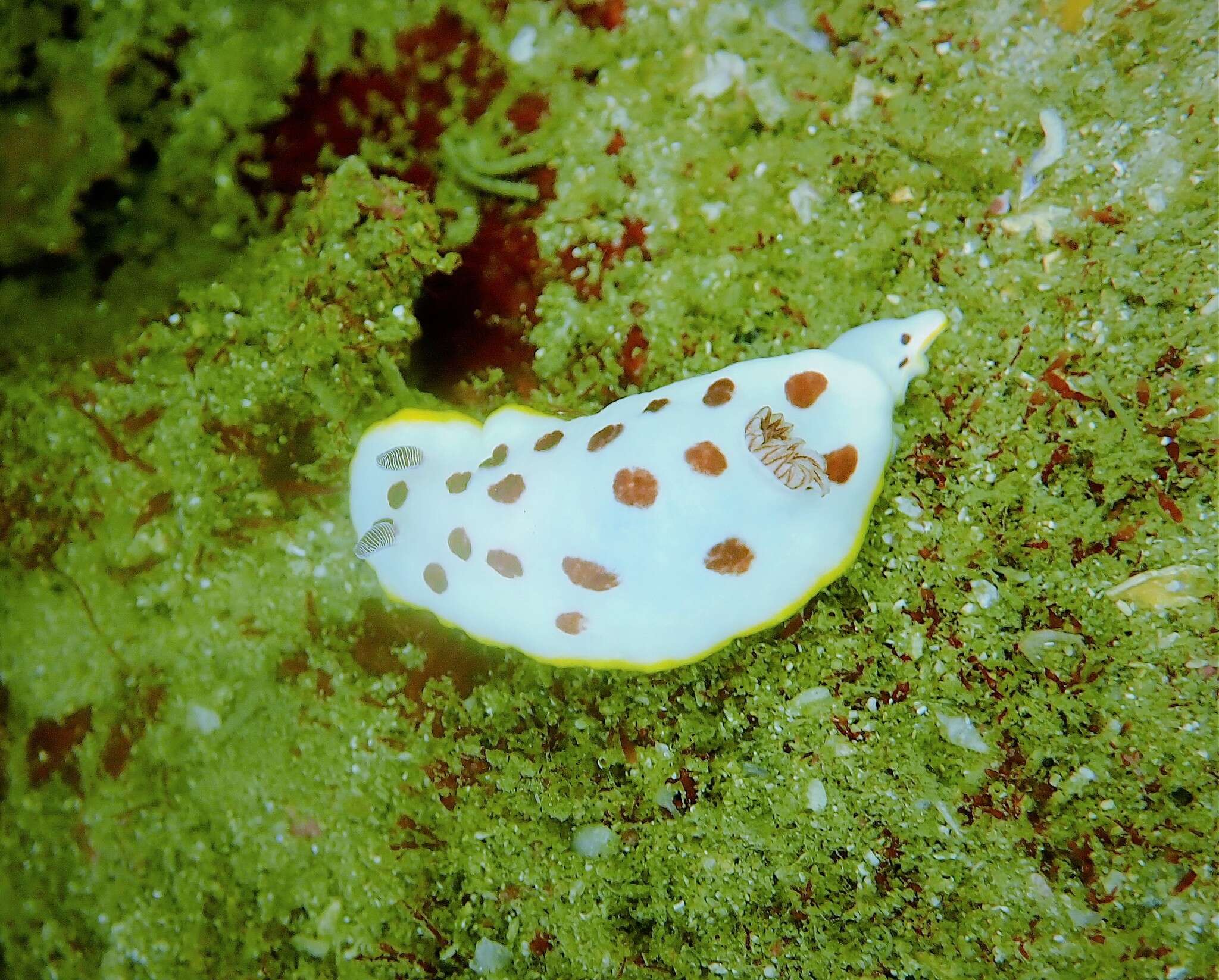 Image de Goniobranchus splendidus (Angas 1864)