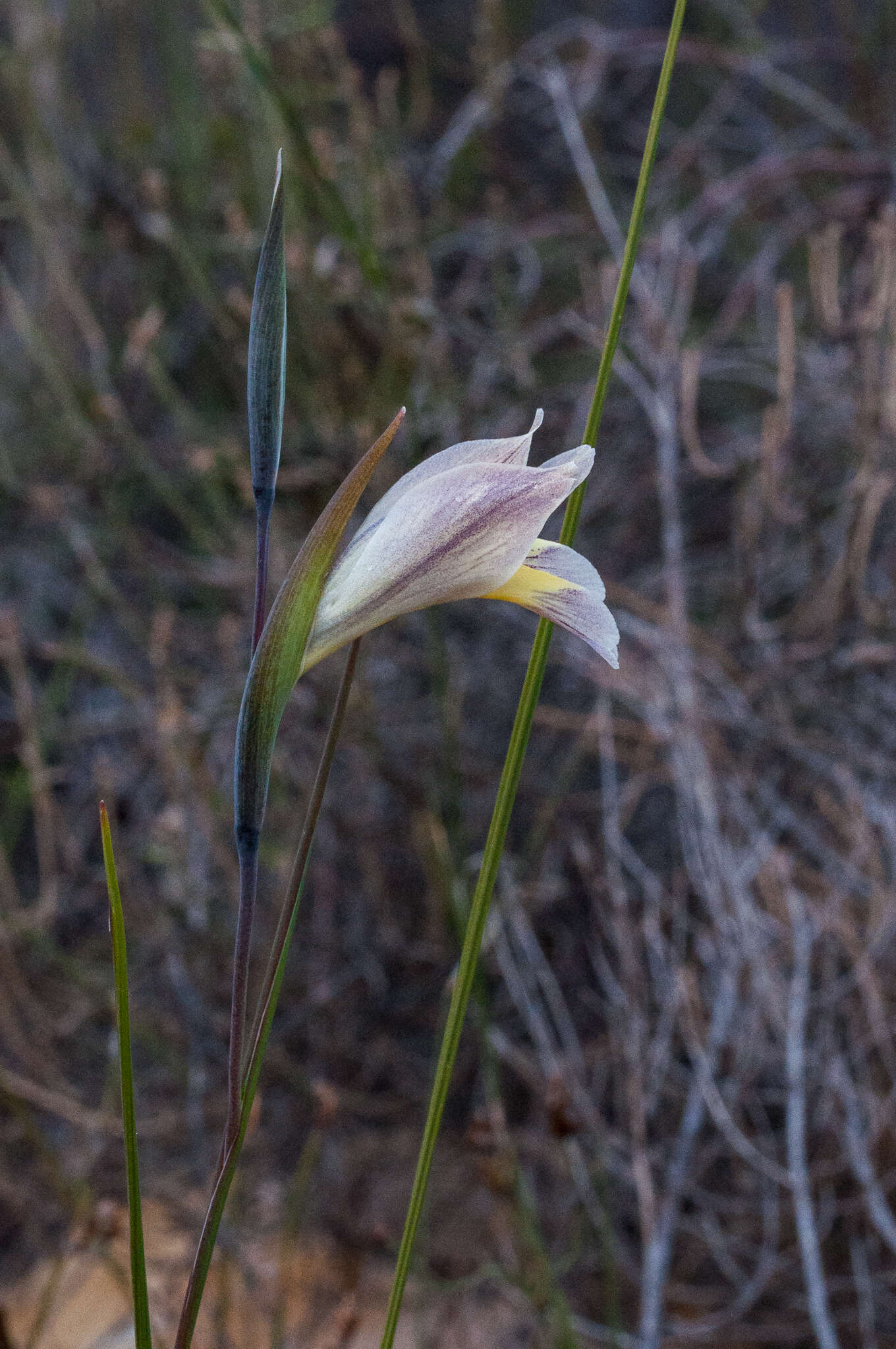 Image de Gladiolus carinatus Aiton