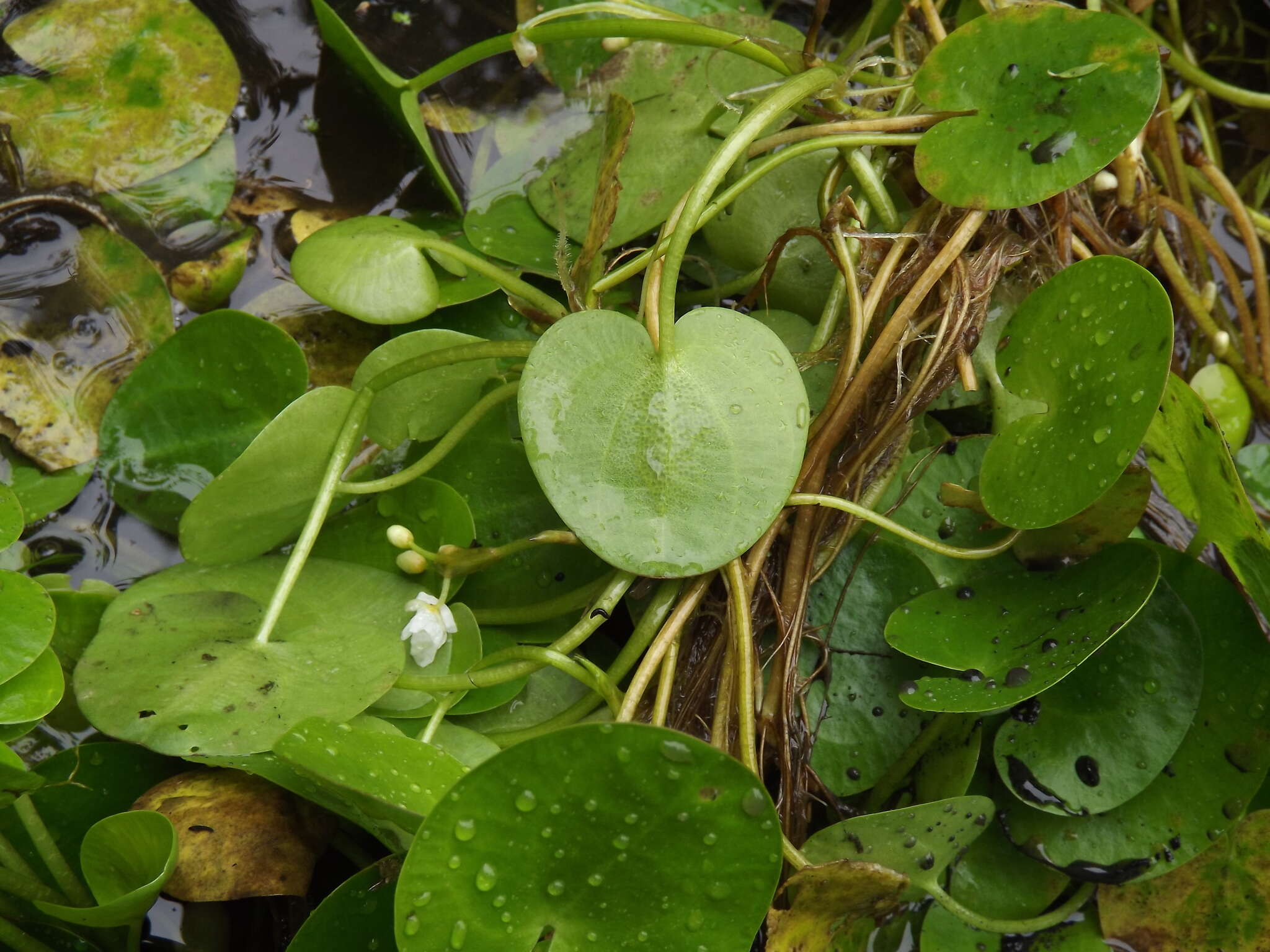 Image of Hydrocharis dubia (Blume) Backer