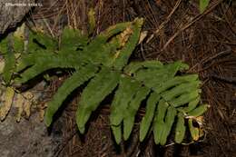 Image of Polypodium fraternum Schltdl. & Cham.