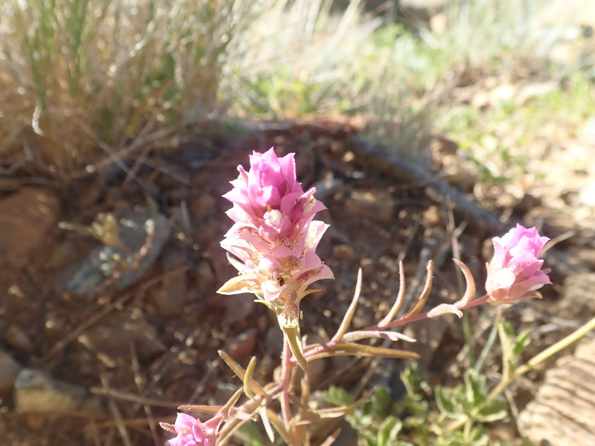 Image of toothed owl's-clover