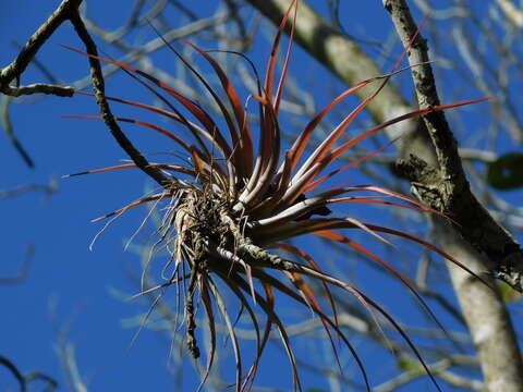 Imagem de Tillandsia brachycaulos Schltdl.