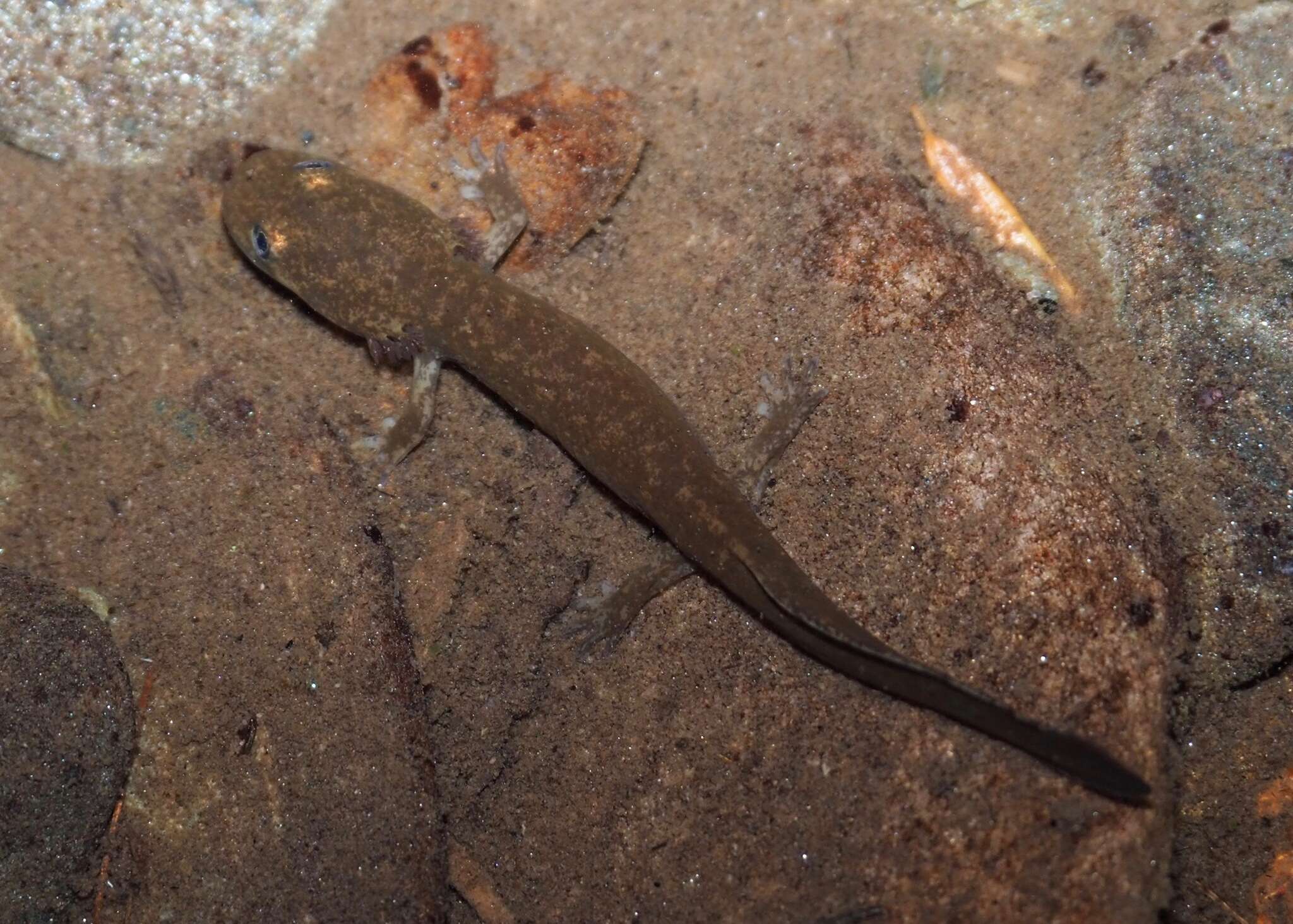 Image of Idaho Giant Salamander