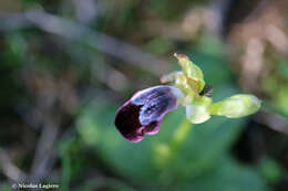 Image of Ophrys omegaifera var. basilissa (C. Alibertis, A. Alibertis & H. R. Reinhard) Faurh.