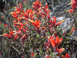 Слика од Castilleja quirosii Standley