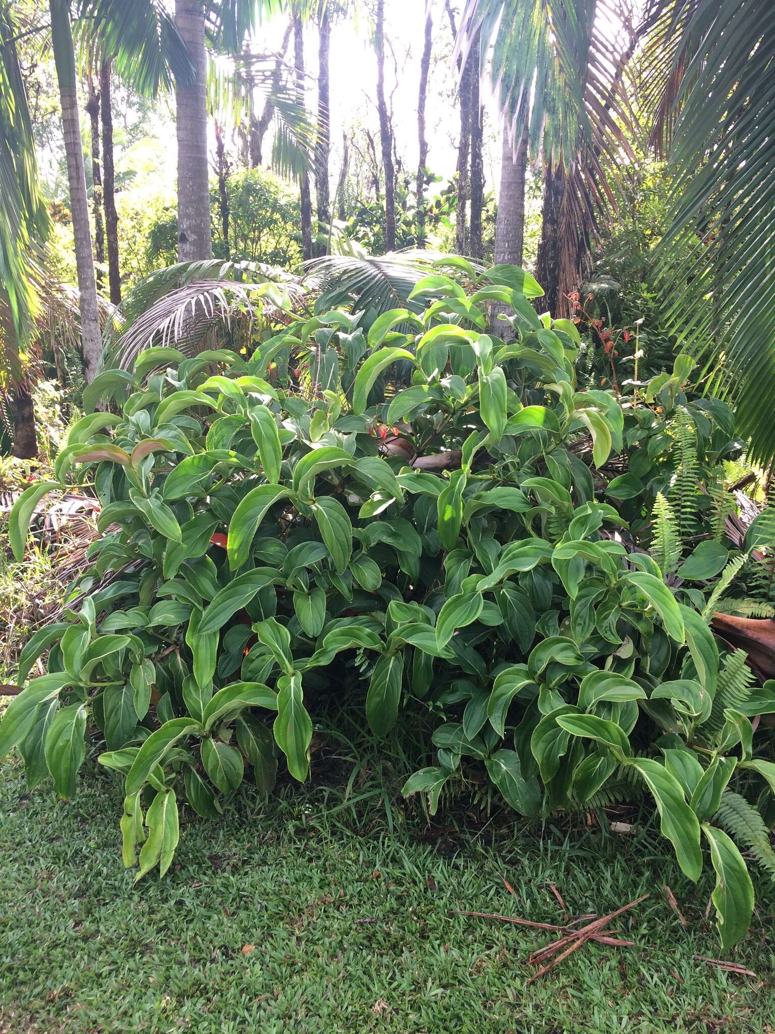 Image of Medinilla cumingii Naud.