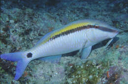 Image of dash-and-dot goatfish