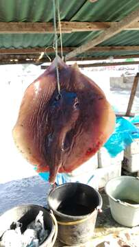 Image of Dwarf whipray