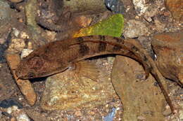 Image of Dwarf Snakehead