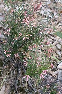 Imagem de Lissanthe strigosa subsp. subulata (R. Br.) J. M. Powell