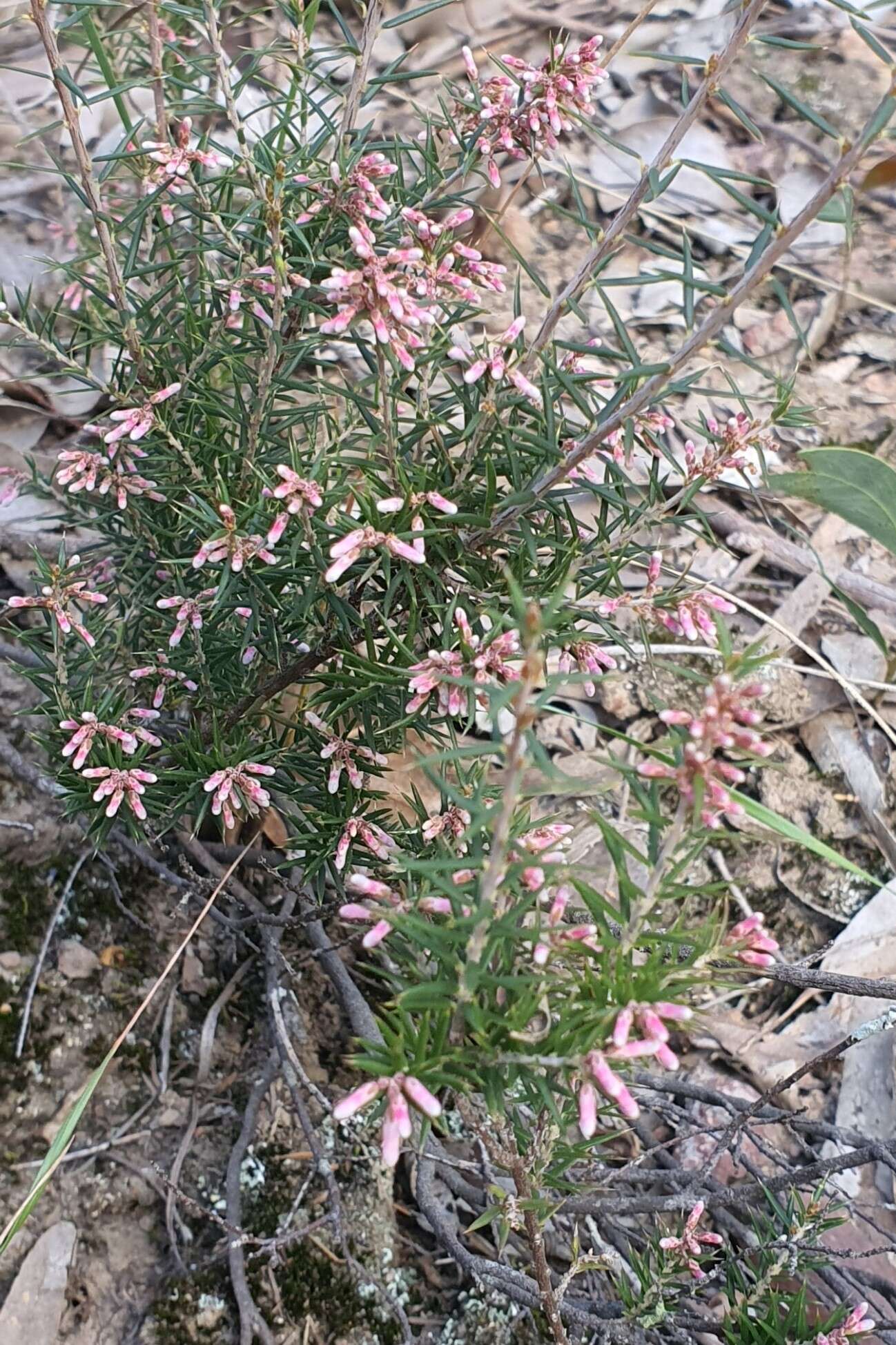 Image of Lissanthe strigosa subsp. subulata (R. Br.) J. M. Powell