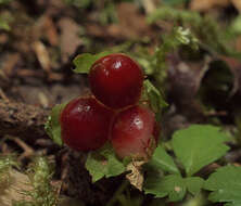 Rubus pedatus Sm. resmi