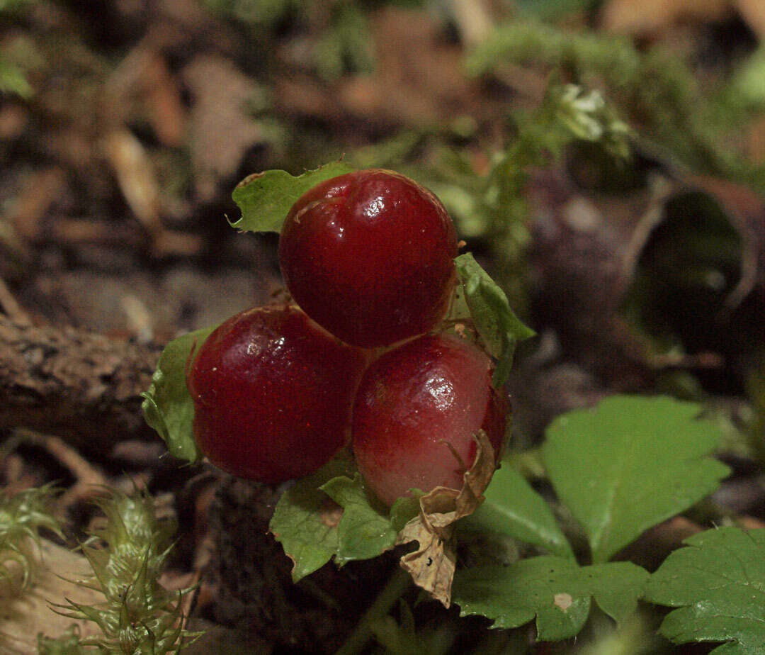 Rubus pedatus Sm. resmi