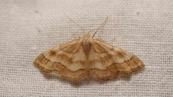 Image of Idaea circuitaria