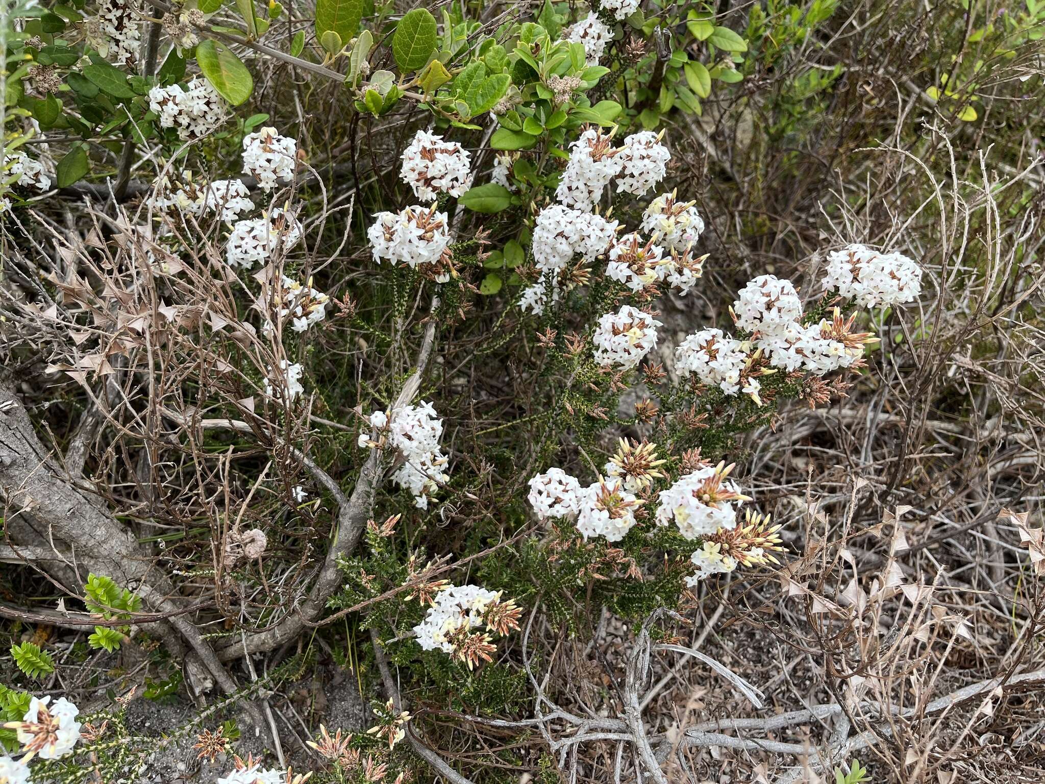 Image of Lysinema