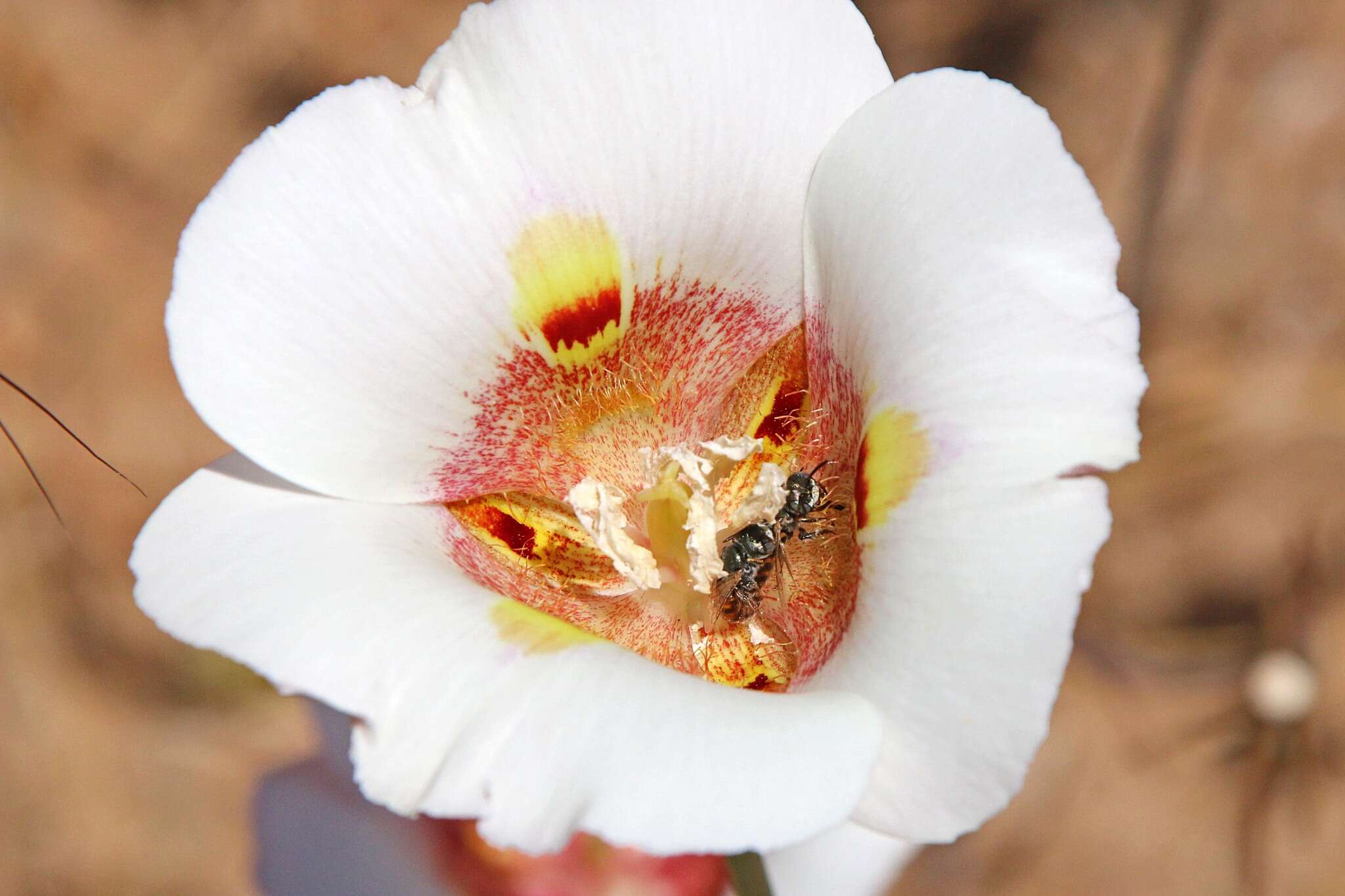 Image of Perdita californica (Cresson 1878)