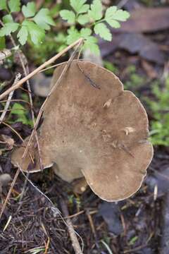 Image of Jahnoporus hirtus (Cooke) Nuss 1980