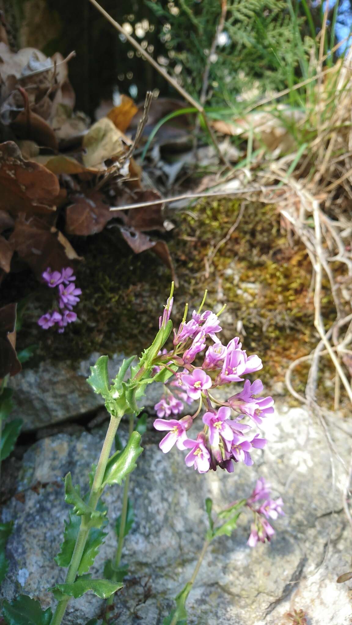 Arabis collina Ten.的圖片