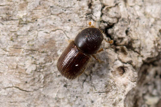 Image of Bark beetle