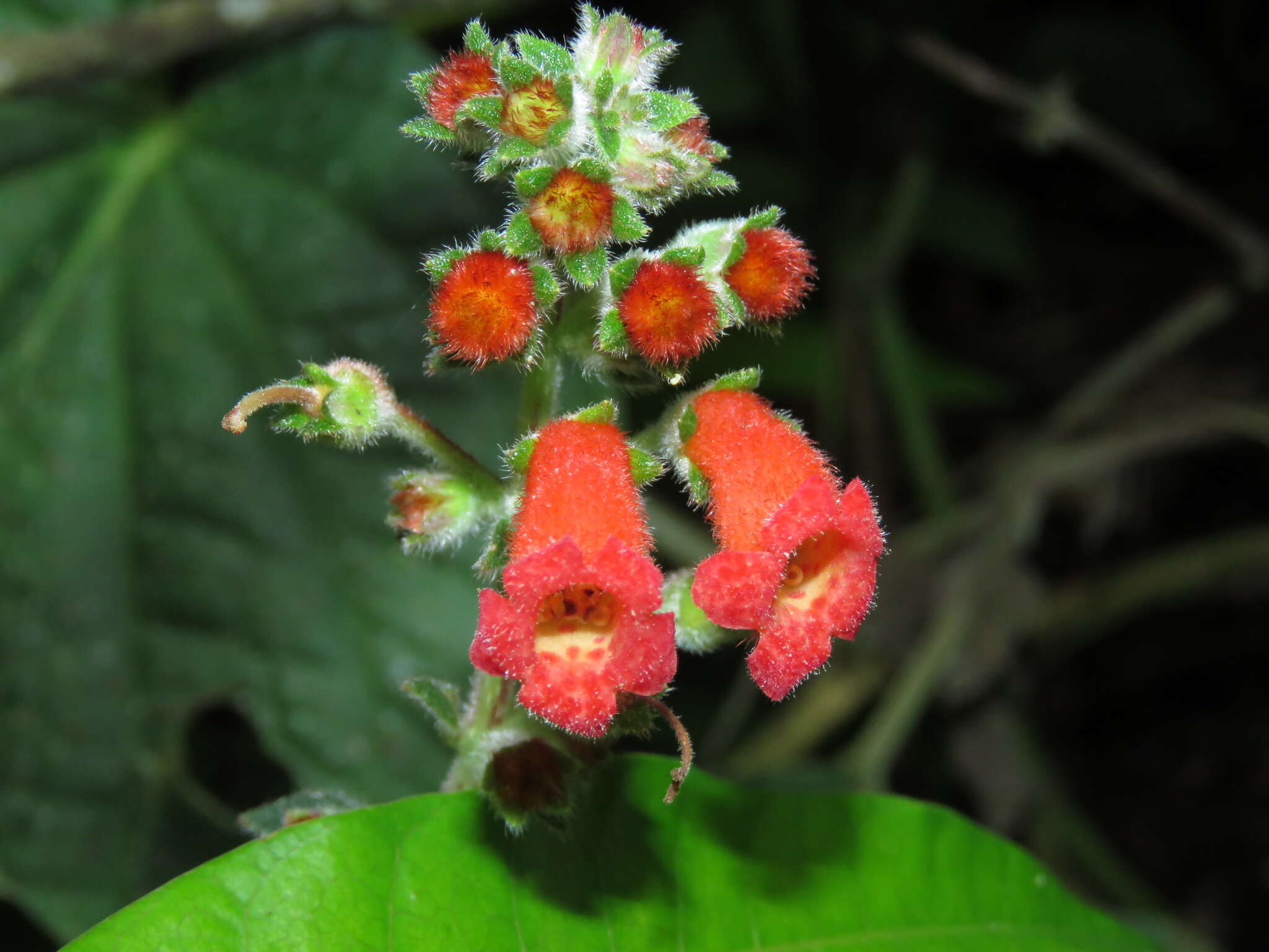 Image of Kohleria spicata (Kunth) Oerst.