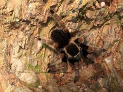 Image of Mexican Orange Beauty Tarantula