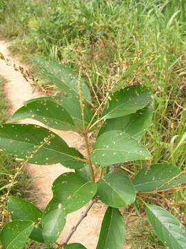 Image of Citharexylum myrianthum Cham.